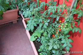 用这个生物菌小配方，能促根、促长又增产，还能防治各种病害图片