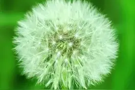 促进消化性溃疡愈合，四味中药，解毒排脓，散痰湿凝结，敛疮生肌图片