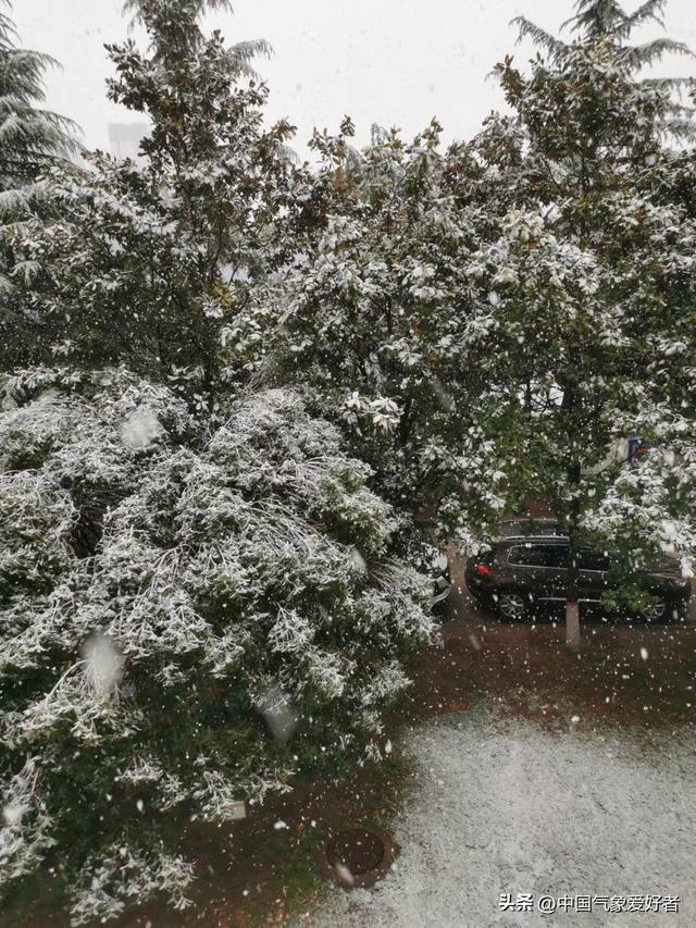 河南三门峡飘起桃花雪