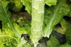 莴笋要粗壮，肥水管理为主要，生长调节剂来帮忙图片