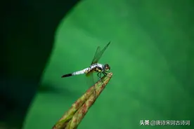 杨万里的夏天图片