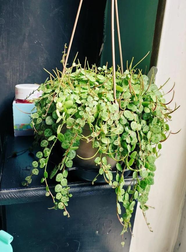 盆景植物种类大全,很值得养一盆的6种室内盆栽,花叶都各有千秋 - 凑外