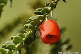 爱过你一场，情牵你一世图片