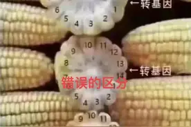 怎么区分转基因玉米与非转基因玉米图片