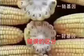 怎么区分转基因玉米与非转基因玉米图片