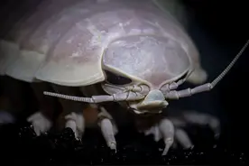 巨型尺寸的深海怪物，长得像外星生物，不吃不喝最长可以存活5年图片