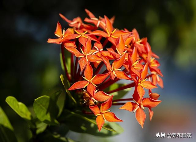 壮族花纹植物图案大全(鞋底花纹图案大全)-措必培