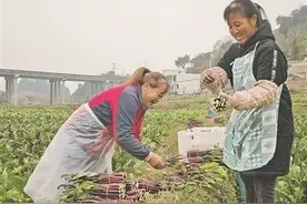 “冬闲田”变“增收田”！花溪区有效补齐土地“种植空窗期图片
