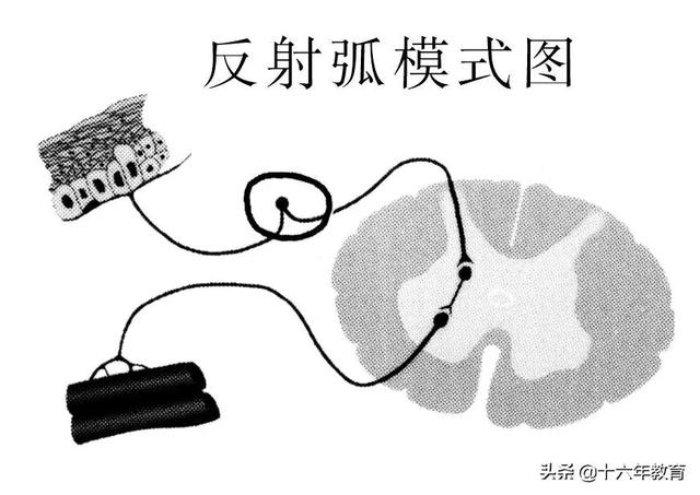 高中生物三年必背知识最全汇总（建议打印）