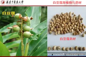 9味芳香化湿中药的性味与功效图片