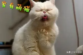 猫咪吐毛球和毛球症图片