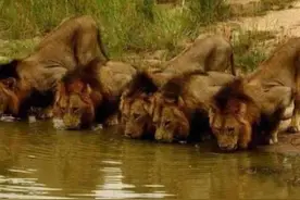 狮子联盟坏男孩图片