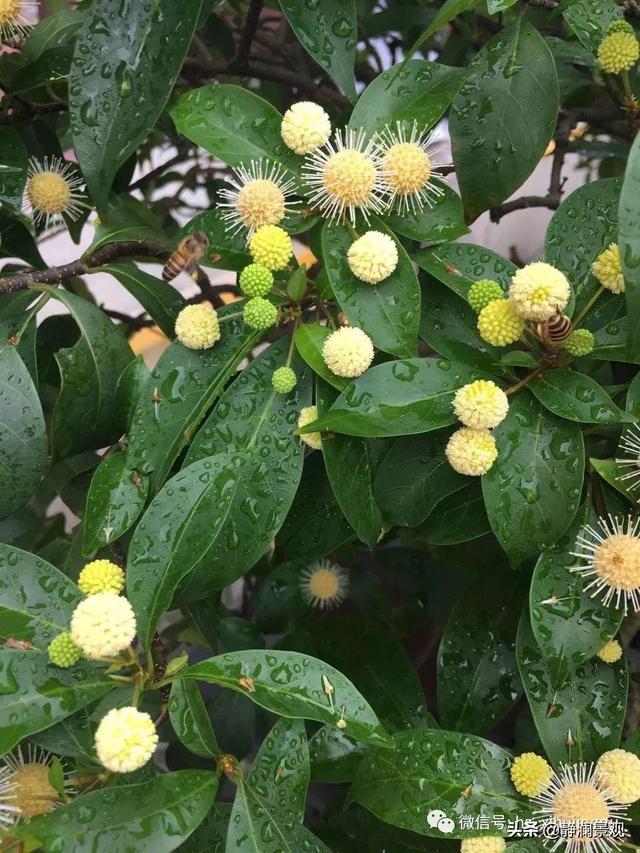 水杨梅,生长在溪涧河畔的细叶水团花