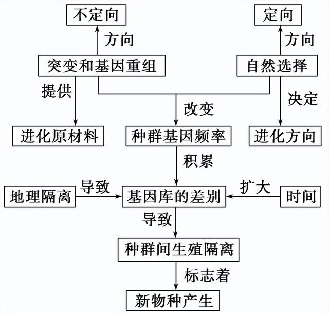 高中生物-变异育种及进化