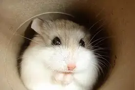 纯新手如何养仓鼠？图片