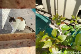 疫路同行 | 疫情之下来自猫咪的慰藉图片