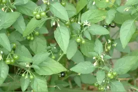 来金平，带你挖野菜图片