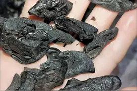 十几元一斤的东北黑木耳能吃吗？种了十年木耳的老农告诉你答案图片