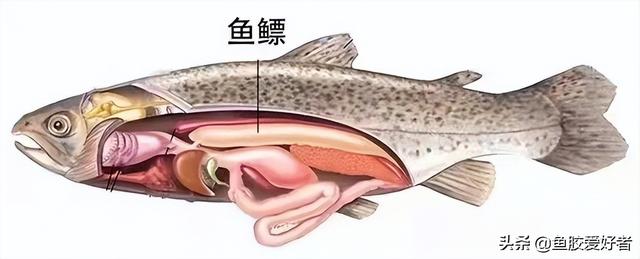 土鳘鱼胶和血鳘鱼胶的区别 土鮸鱼胶