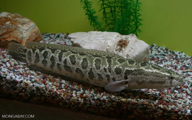 榛戦緳姹熼奔绫讳箣鈥滀笁鍗佷簩鏉傞奔鈥濆浘璋? onerror=