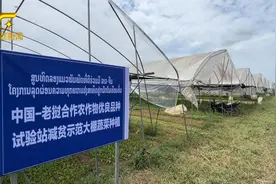 【大道同行 丝路共鸣】老挝人的“吃瓜自由”离不开广西种子广西技术图片