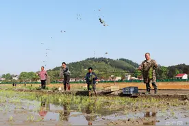 江西各地早稻插秧忙 田间耕种春意浓图片