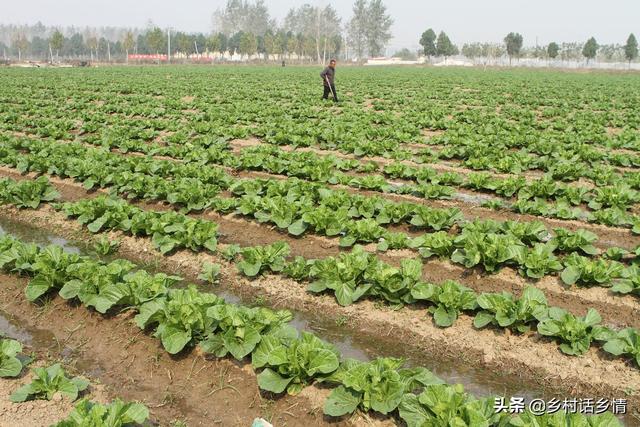 红糖和酵母才是种菜的好帮手，效果比多施肥还好使，很多人不懂