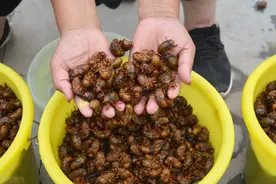 金蝉价格越来越贵，飙升至百元一斤，为何人工养殖不“红火”了？图片