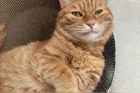 橘猫的“弃养率”这么高，离不开这5个原因，太可怕了！图片