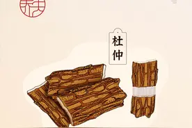 杜仲别名中国橡胶树，除了“拉丝”还能养生图片