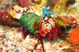 皮皮虾美不美味不知道，但战斗力是真的强图片