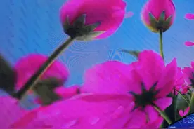 中医"六死脉"图片