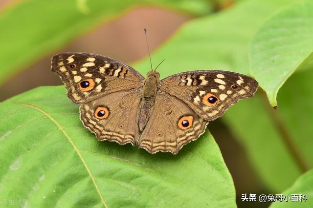蝴蝶王国