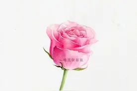 零基础彩铅教程，教你画玫瑰花图片