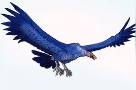 身高超2米吃狮子为生？世界上最大的老鹰，至今未发现其天敌图片