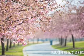 在樱花树下露营，穿汉服游园，辰山植物园2023樱花季即将上线图片