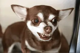 吉娃娃变成“万人嫌”的几个原因，怪不得越来越少人养图片