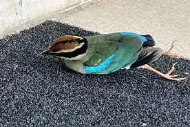 “国二”鸟类撞击玻璃致死，如何避免悲剧发生？| 绿会志愿者反映图片