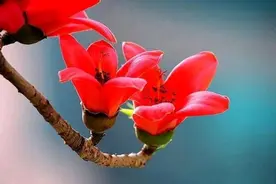 十首木棉花诗歌，高大乔木，花色鲜艳，被称为英雄花图片