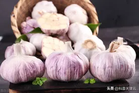 吃完大蒜，一嘴大蒜味可咋办？图片