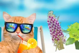 除了猫薄荷，你还知道哪些名字里有“猫”的植物？图片
