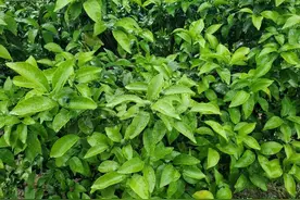 最近柑橘果实膨大慢、大量落果、叶片黄化什么原因？怎么办？图片