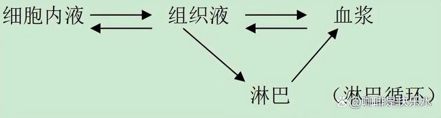 高中生物-人体内环境稳态的生理意义及调节