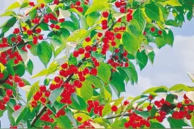 试问景色何处寻，玲珑樱桃甜醉人 郑州第十七届樱桃文化节开幕图片