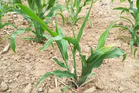 玉米根部长出叉子，到底该不该掰掉？如何打杈？一篇文章告诉你！图片