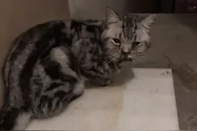 乖巧的猫咪却被封住了嘴巴，为了活命，它只能一路跟着小姐姐回家图片