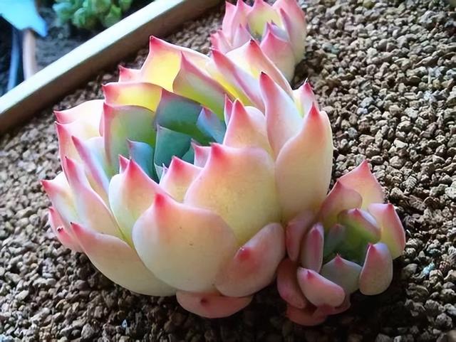 270种常见多肉图谱，一分钟认全！