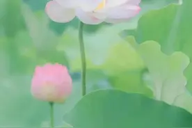 散文：热日炎炎，候一片盛夏里的清凉图片