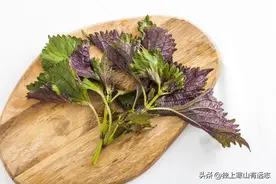 紫苏是个好东西，梗能安胎，叶子可止孕吐，种子更能改善学习记忆图片