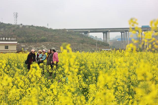 “赏花 +” ，南明观山湖清镇花溪双龙修文太会了！